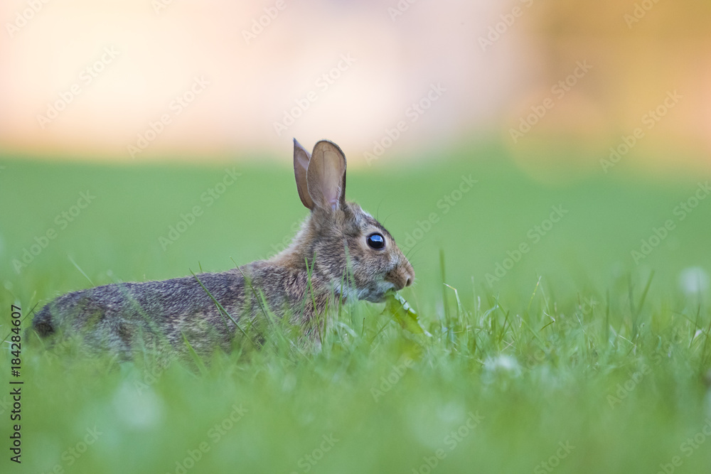 Fototapeta premium eastern cottontail bunny