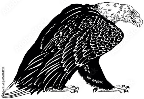 Bald eagle. Standing white headed American bird . Black and white tattoo style vector illustration
