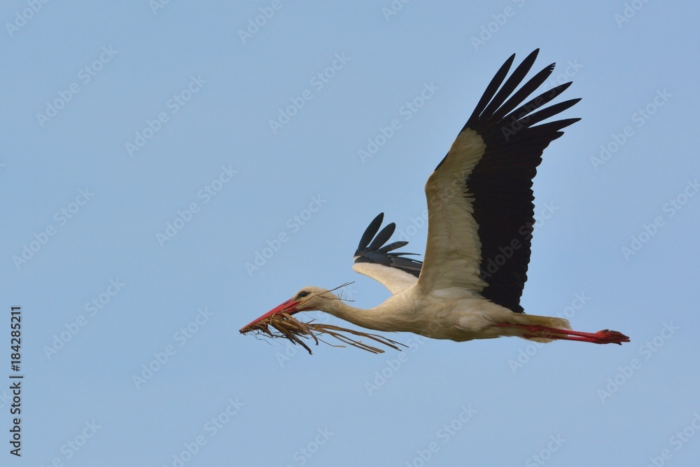 Fototapeta premium White Stork in Flight