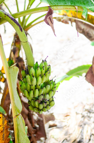Banana fruit stuck to the trunk : Banana tree, natural background
