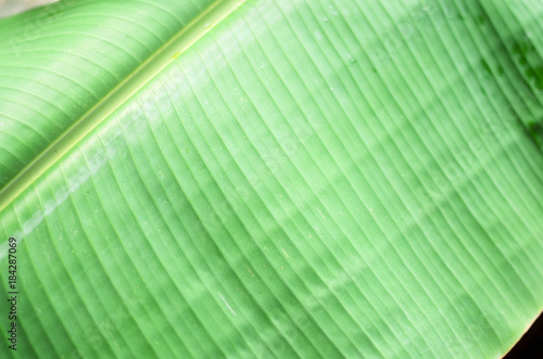 Banana leave with outdoor back light