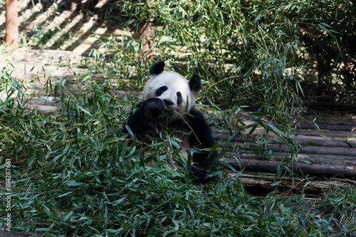 A ginat panda is eating bamboo photo