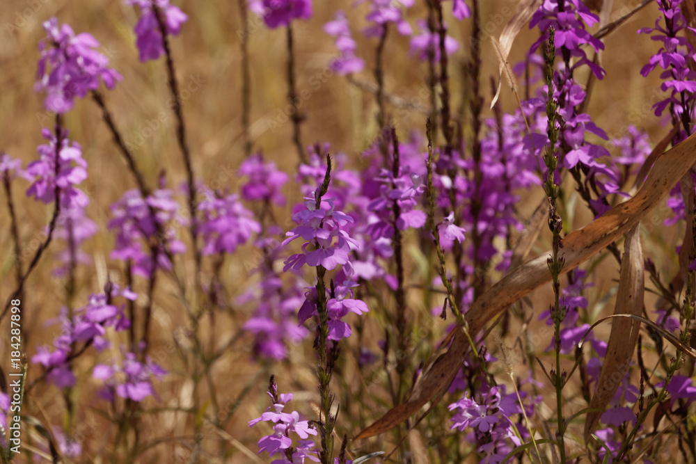 Naklejka premium Flowers of giant witchweed (Striga hermonthica)