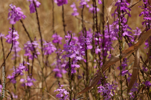 Flowers of giant witchweed  Striga hermonthica 