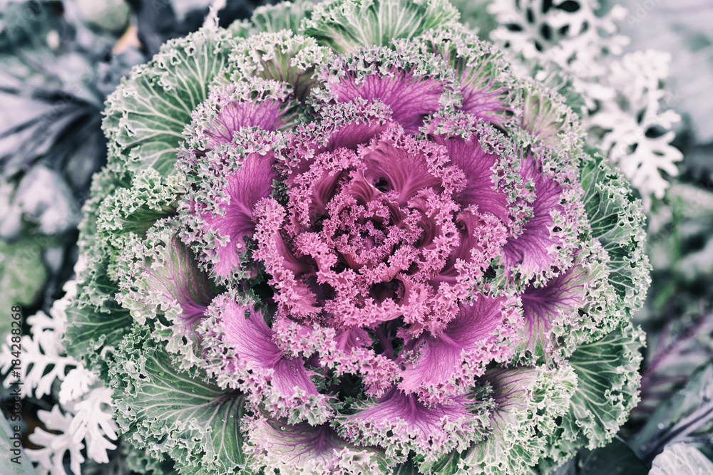 Brassica oleracea or acephala. Ornamental kale. Flowering decorative purple-pink cabbage plant and the first snow with hail. Toned decorative plant