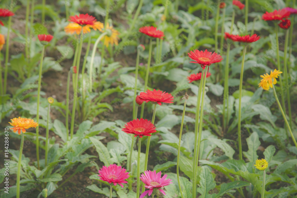 Colorful gerbera flower in garden 