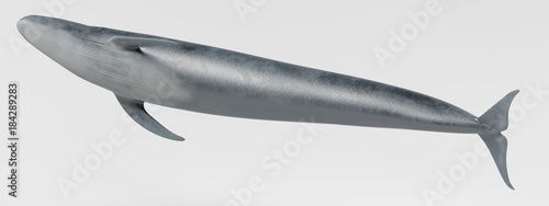 Realistic 3D Render of Blue Whale