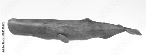 Realistic 3D Render of Sperm Whale photo