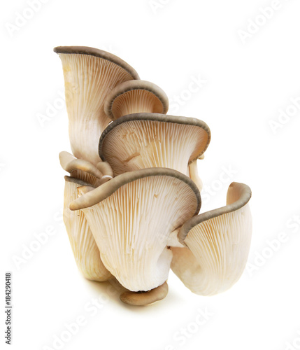 fresh oyster mushrooms arranged on a white background.