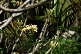 Frangipanibaum weiß-gelbe Blüten