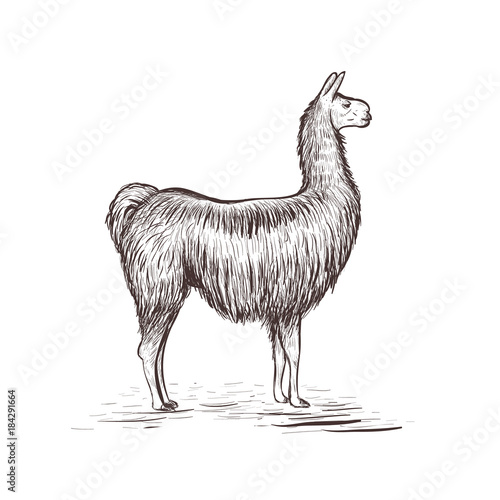 Lama sketch vector illustration. Lama