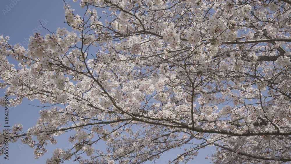 4K 春 桜の木 ソメイヨシノ Yoshino Cherry blossoms in Japan Hitachi fuudoki no oka 4K 春 桜の木 ソメイヨシノ Yoshino Cherry blossoms in Japan Hitachi fuudoki no oka