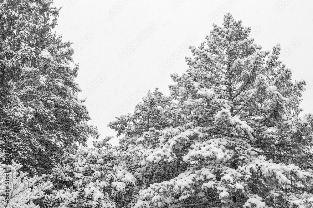 Large Snow Covered Trees in Black and White, High Contrast