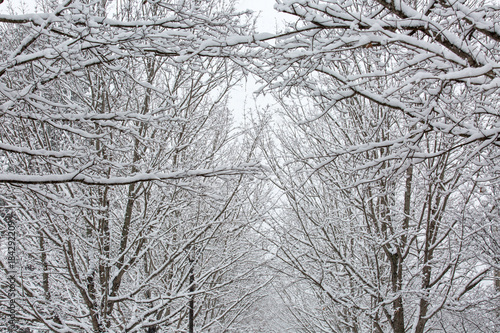 Snow Covered Trees and Branches © Sean