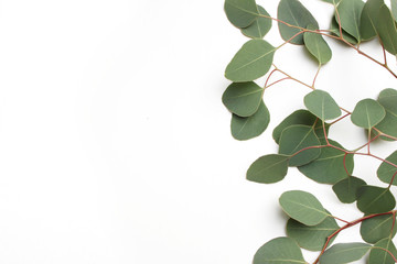 Frame, border made of green Silver dollar Eucalyptus cinerea leaves and branches on white background. Floral composition. Feminine styled stock flat lay image, top view. Copy space.