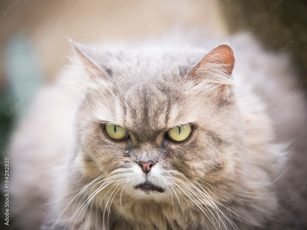 head shot photograph from face and yellow eye from beauty female gray persian cat with long hair sit in garden with soft focus background