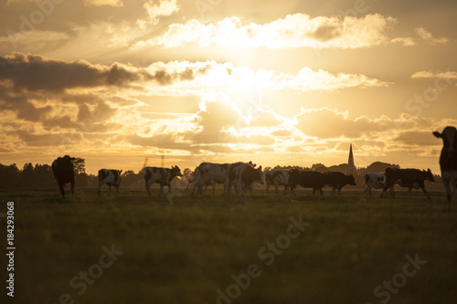 K  he rennen verspielt auf einem Feld umher  im Gegenlicht bei Sonnenuntergang  Niederlande