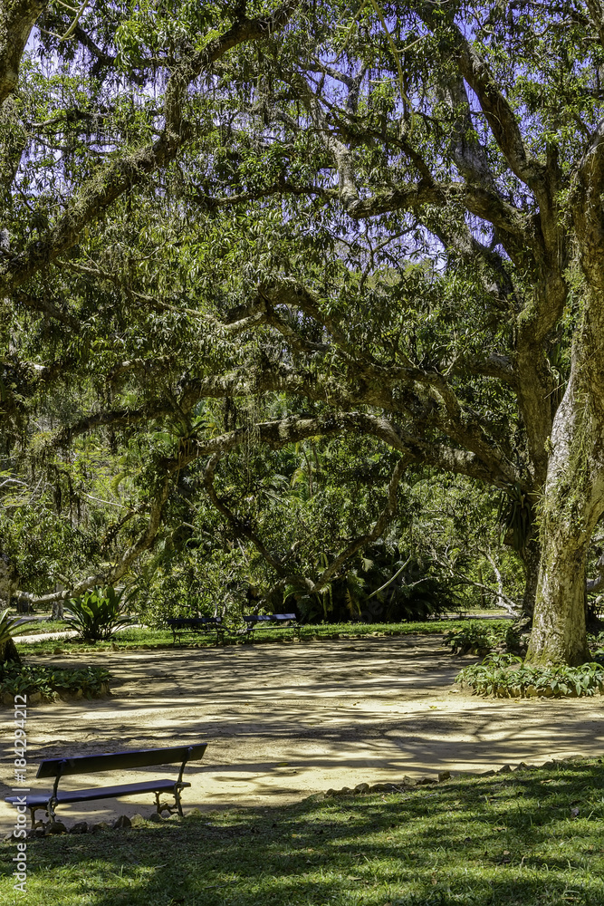 Contemplative space with trees and benches inside the Botanic Garden of Rio de Janeiro