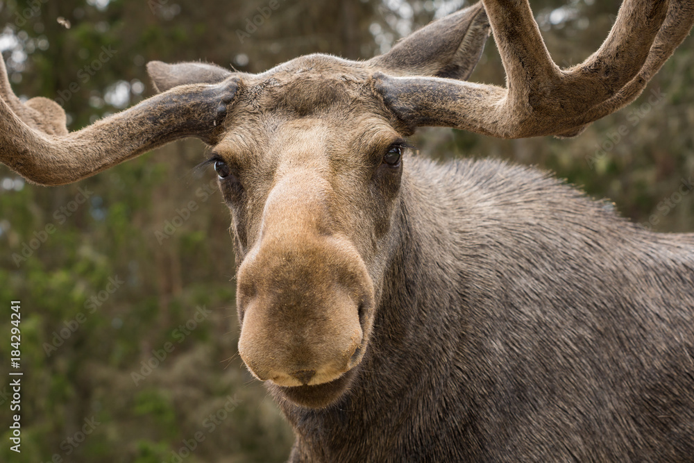 Closeup of a large male moose looking into the camera Closeup of a large male moose looking into the camera