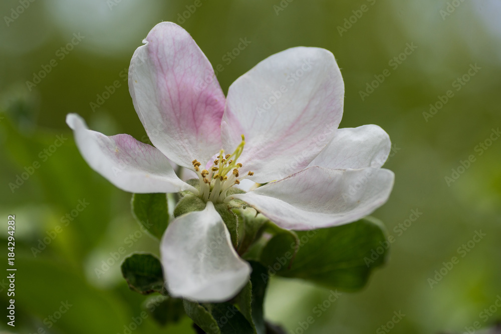Closeup of a white and pink apple flower Closeup of a white and pink apple flower