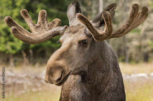 Closeup of a large male moose buck