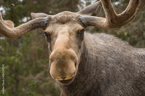 Closeup of a large male moose looking into the camera