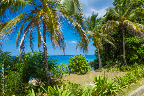 Palm trees in San Andres  Colombia in a beautiful beach background