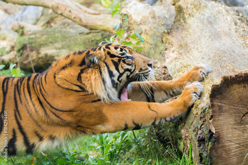 Fototapeta Naklejka Na Ścianę i Meble -  Tiger (Panthera tigris) is the largest cat species, most recognizable for their pattern of dark vertical stripes on reddish-orange fur with a lighter underside.