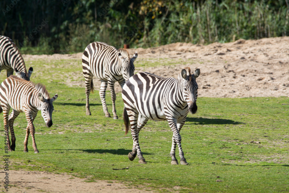 Zebras, horse family animal, lives in grasslands, savannas, woodlands, thorny scrublands, mountains, and coastal hills Zebras, horse family animal, lives in grasslands, savannas, woodlands, thorny scrublands, mountains, and coastal hills