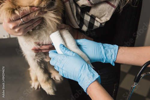 Fototapeta Naklejka Na Ścianę i Meble -  Veterinarian putting bandage on injured paw of dog
