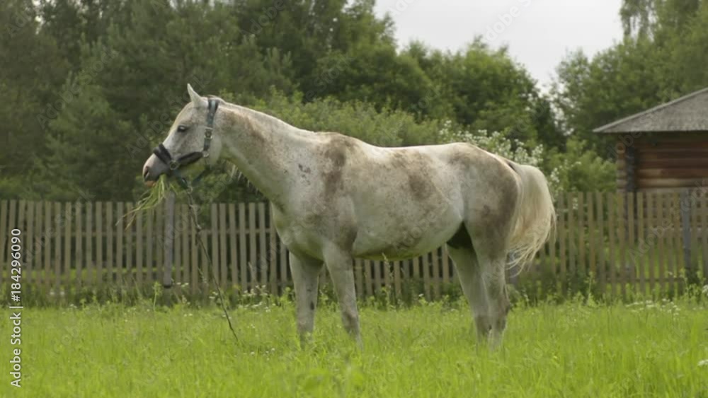 The horse eats grass against the backdrop of a rustic Russian landscape in the outback by a cloudy day. The horse eats grass against the backdrop of a rustic Russian landscape in the outback by a cloudy day.