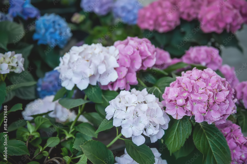 Large colorful hydrangeas on the street in the shop in the sale for a gift for the background light and light. The farmer's market. Large colorful hydrangeas on the street in the shop in the sale for a gift for the background light and light. The farmer's market.
