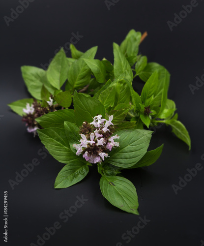 The group of basil leaves,green herbs, put at the middle of black background.