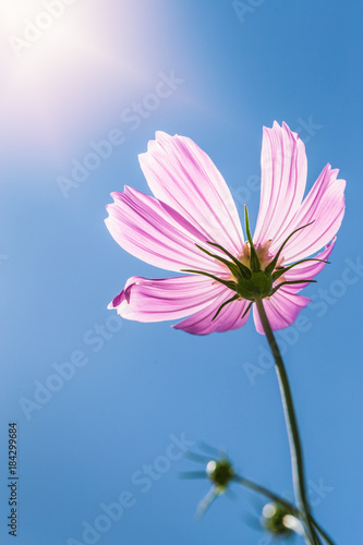 Pink cosmos blossom flower touching soft sunlight on clear blue sky of sunny day.