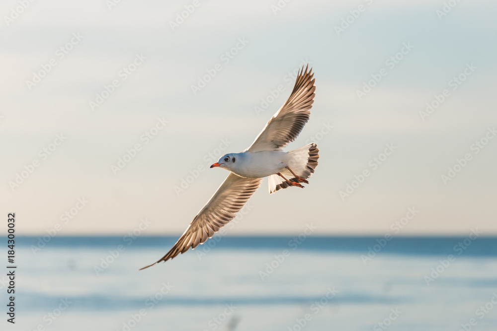 Seagull flying over sunrise sea at Bangpu beach, Samutprakarn province of Thailand. Seagulls come to Bangpu every winter season. Seagull flying over sunrise sea at Bangpu beach, Samutprakarn province of Thailand. Seagulls come to Bangpu every winter season.