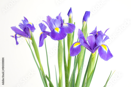 Fototapeta Naklejka Na Ścianę i Meble -  Bouquet of flowers of purple irises on a white