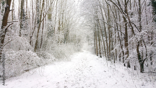 Wallpaper Mural path in winter snow forest Torontodigital.ca