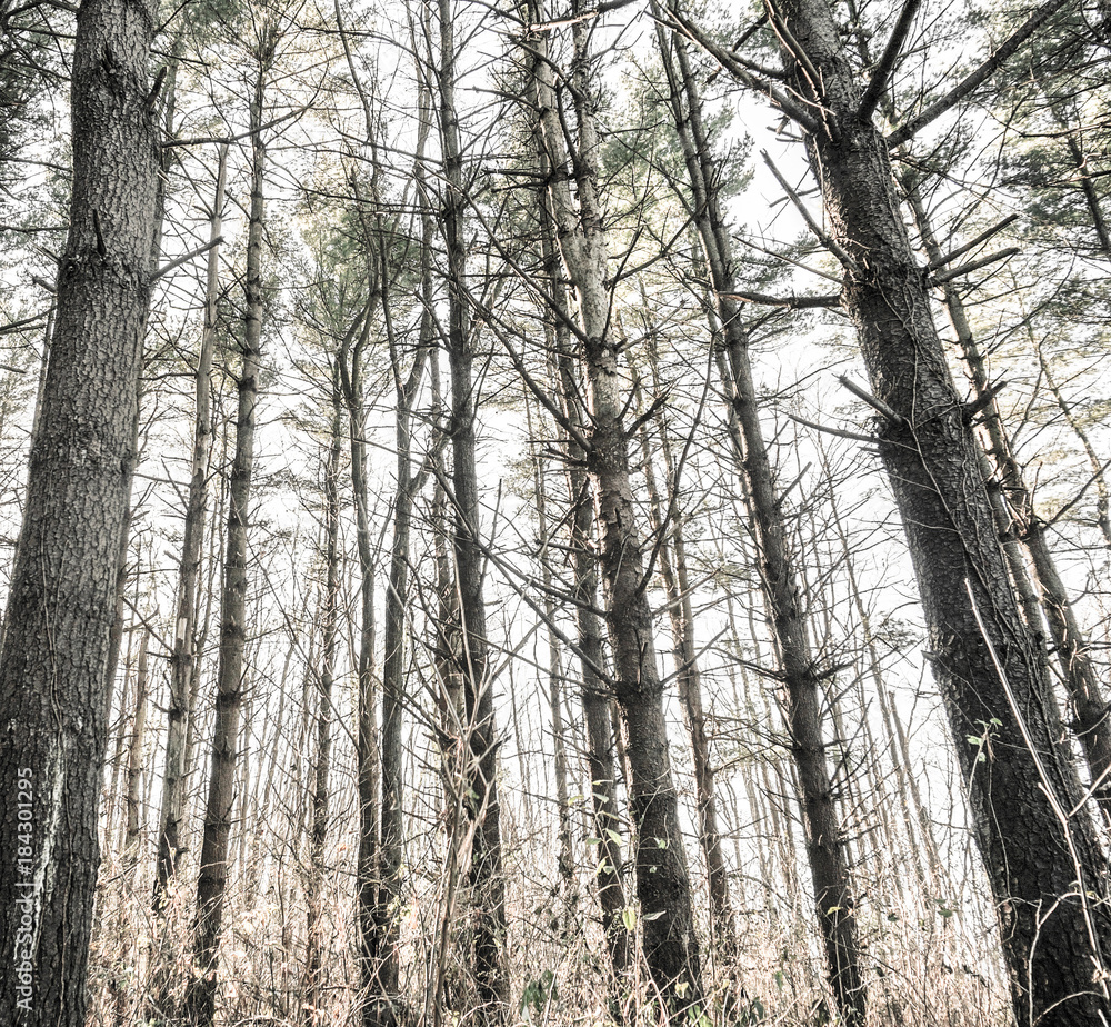 GRAY TIMBER GRAY TIMBER