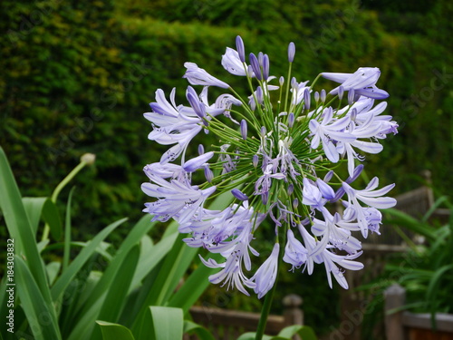 Close up of agapanthus flower