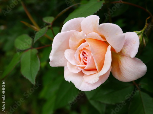 Peach coloured rose