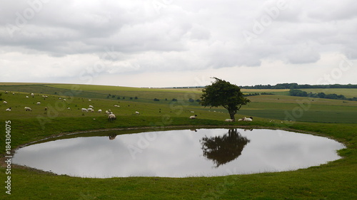 Windswept tree by a pond on the South Downs