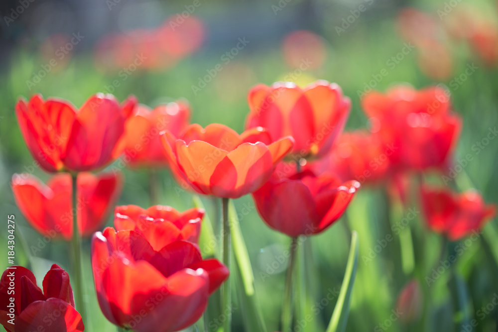 Multi-colored tulips