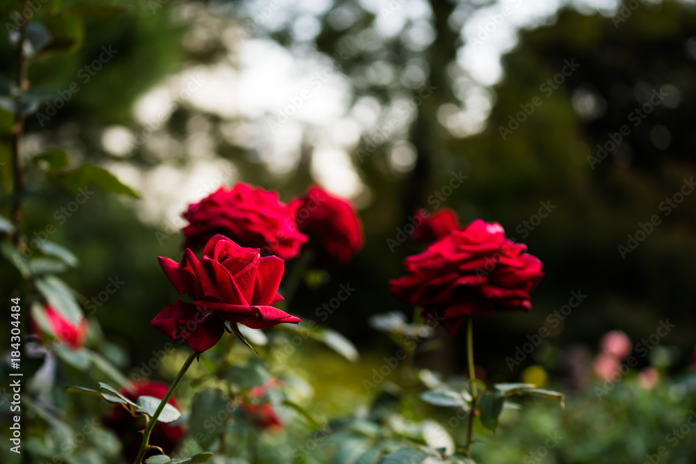 秋薔薇 秋薔薇