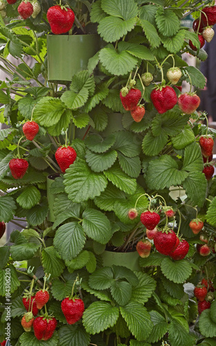 Photography Strawberry Fragaria maxim growing in a garden