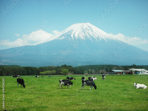 Mount Fuji and cow farm