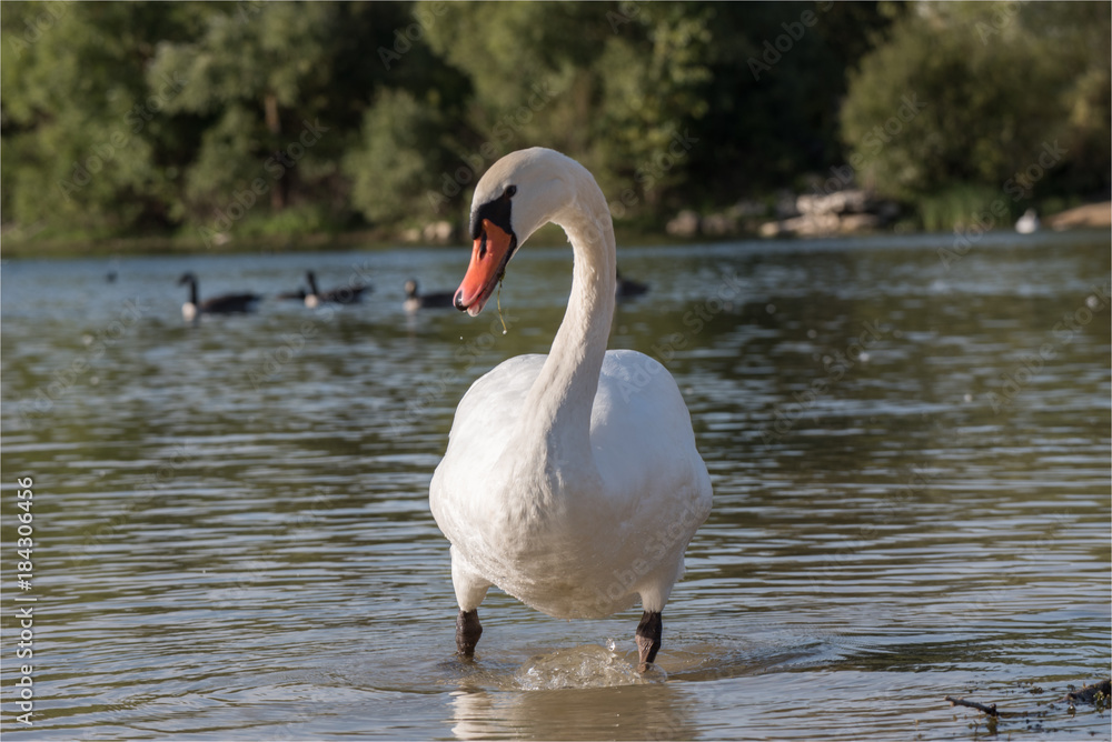 Fototapeta premium cygne à la base de loisirs de Verneuil-sur-Seine à l'ouest de Paris