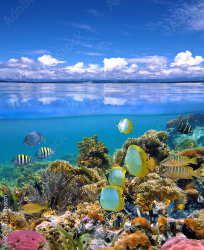 Over and under sea sky with colorful coral reef