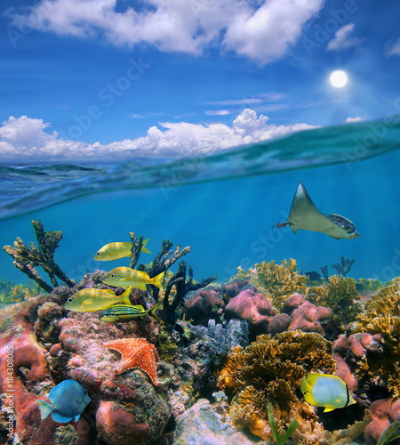 Seascape over and under sea colorful coral reef