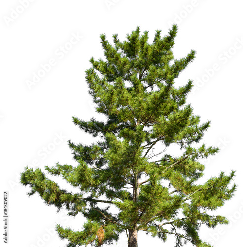 Tree on white background or iolated