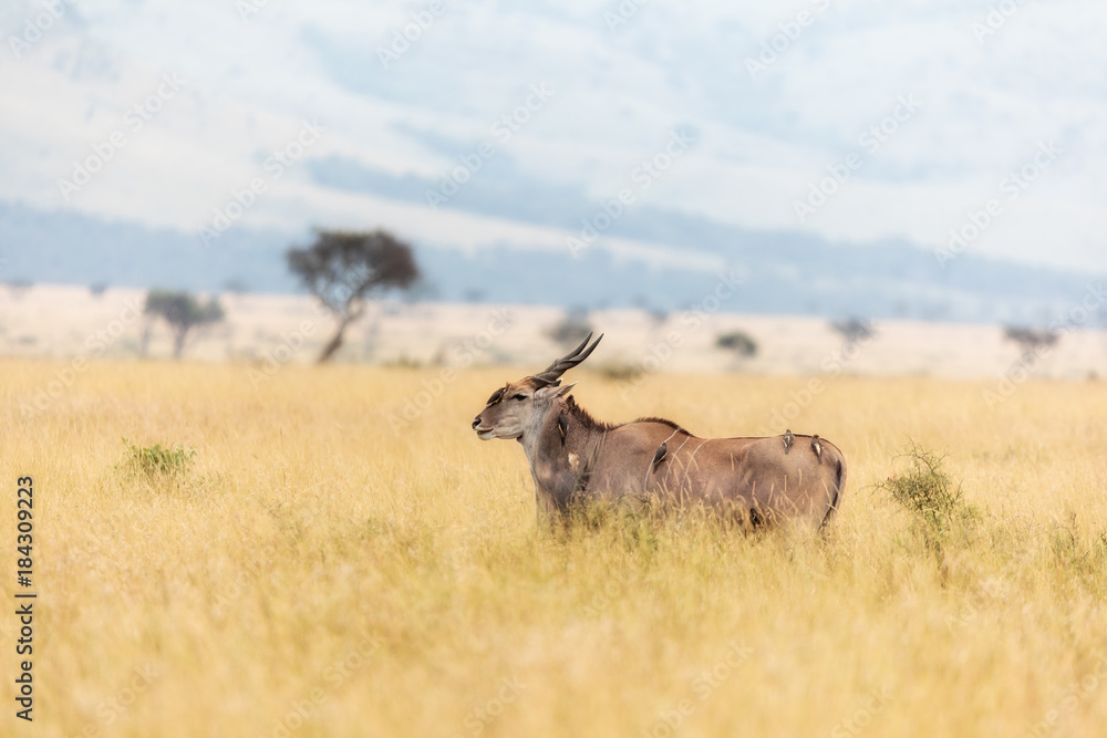 Fototapeta premium Adult kudu, being groomed by several red-beaked oxpeckers, in the red-oat grass of the Masai Mara, Kenya.